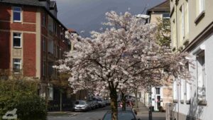 Blühende Zierkirsche in der Korfesstraße