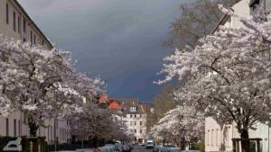 Blühende Zierkirschen in der Hartgerstraße