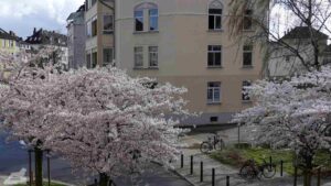 Blühende Zierkirschen am Andreeplatz