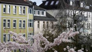 Blühende Zierkirschen am Andreeplatz