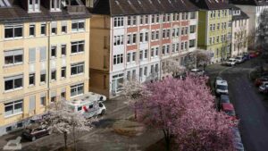 Blühende Zierkirsche am Andreeplatz