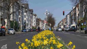 blühende Osterglocken auf dem Mittelstreifen des Altewiekrings