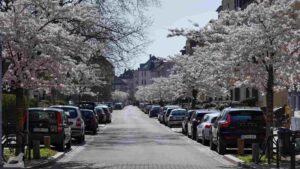 Blühende Zierkirschen in der Hartgerstraße