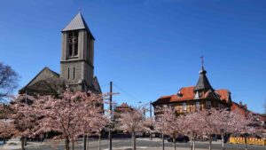 Blühende Zierkirschen vor St. Johannis