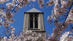 Turm der St. Johannis-Kirche zwischen blühenden Zierkirschen