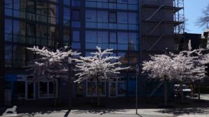 Blühende Zierkirschen vor Wohnblock an der Helmstedter Straße