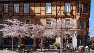 Blühende Zierkirschen vor Fachwerkhaus an der Helmstedter Straße