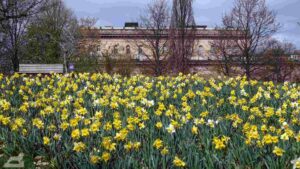 Blühende Osterglocken im Museumspark