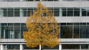 Herbstlich gefärbter Baum vor dem Flebbe-Haus im Bohlweg