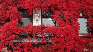Hausfassade mit rot gefärbten Willden Wein in der Kastanienalle