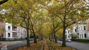 herbstliche Baumfärbung in der Jasperallee