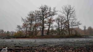 Riddagshäuser Teiche - Bauminsel im Kreuzteich