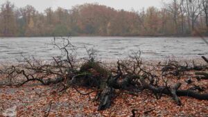 Baumstamm am Ufer des abgelassenen Mittelteich (Riddagshäuser Teiche)
