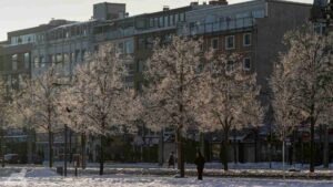 mit Raureif bedeckte Bäume auf den Bohlweg im abendlichen Sonnenlicht
