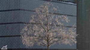 raureifbedeckte Baum vor den Fassade des ehemaligen Galeria-Kaufhaus'