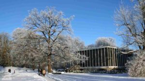 raureifbedeckte Baum am Anbau des Herzog-Anton-Ulrich-Museums