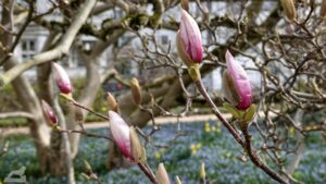 beginnende Magnolienblüte im Botanischen Garten