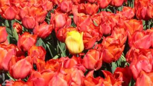 Vordorf ♦ Tulpenfeld