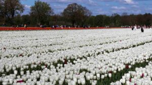 Vordorf ♦ Tulpenfeld