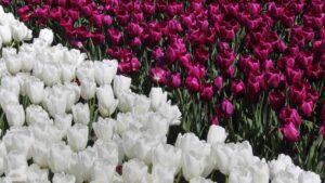 Vordorf ♦ Tulpenfeld