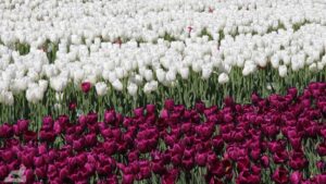 Vordorf ♦ Tulpenfeld