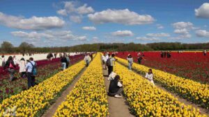 Vordorf ♦ Tulpenfeld