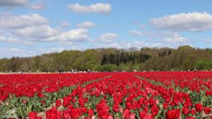 Vordorf ♦ Tulpenfeld