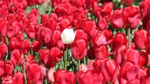 Vordorf ♦ Tulpenfeld