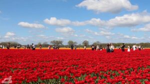 Vordorf ♦ Tulpenfeld