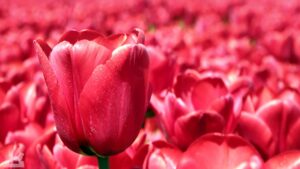 Vordorf ♦ Tulpenfeld