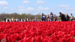 Vordorf ♦ Tulpenfeld
