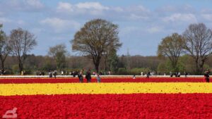 Vordorf ♦ Tulpenfeld