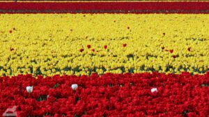 Vordorf ♦ Tulpenfeld