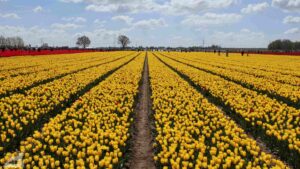 Vordorf ♦ Tulpenfeld