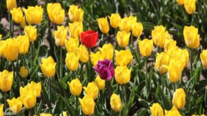 Vordorf ♦ Tulpenfeld