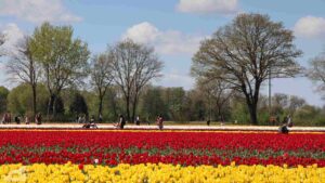 Vordorf ♦ Tulpenfeld