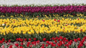 Vordorf ♦ Tulpenfeld