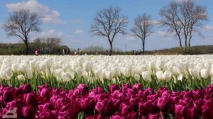 Vordorf ♦ Tulpenfeld