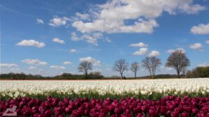 Vordorf ♦ Tulpenfeld