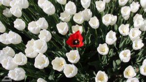 Vordorf ♦ Tulpenfeld