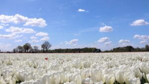 Vordorf ♦ Tulpenfeld
