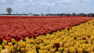 Vordorf ♦ Tulpenfeld