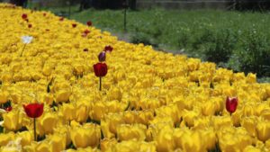 Vordorf ♦ Tulpenfeld