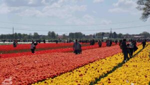 Vordorf ♦ Tulpenfeld