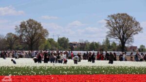 Vordorf ♦ Tulpenfeld