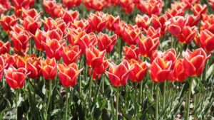 Vordorf ♦ Tulpenfeld