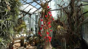 Botanischer Garten - Kakteenhaus