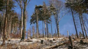 Bad Harzburg ♦ Burgberg