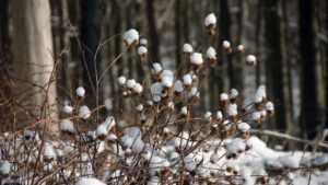 Bad Harzburg ♦ schneebedeckte Pflanzen am Burgberg