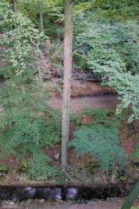 Bad Harzburg ♦ Baumwipfelpfad
